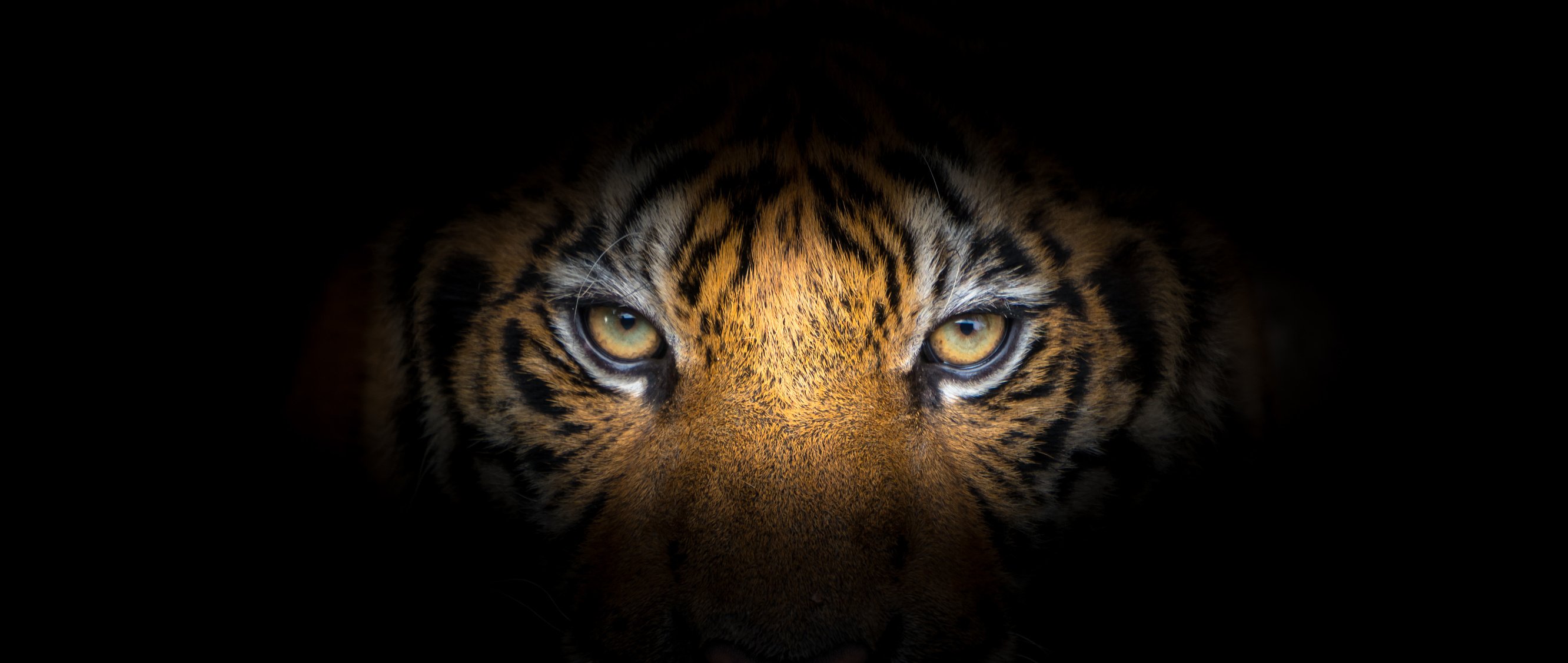 Tiger's Face on Black Background